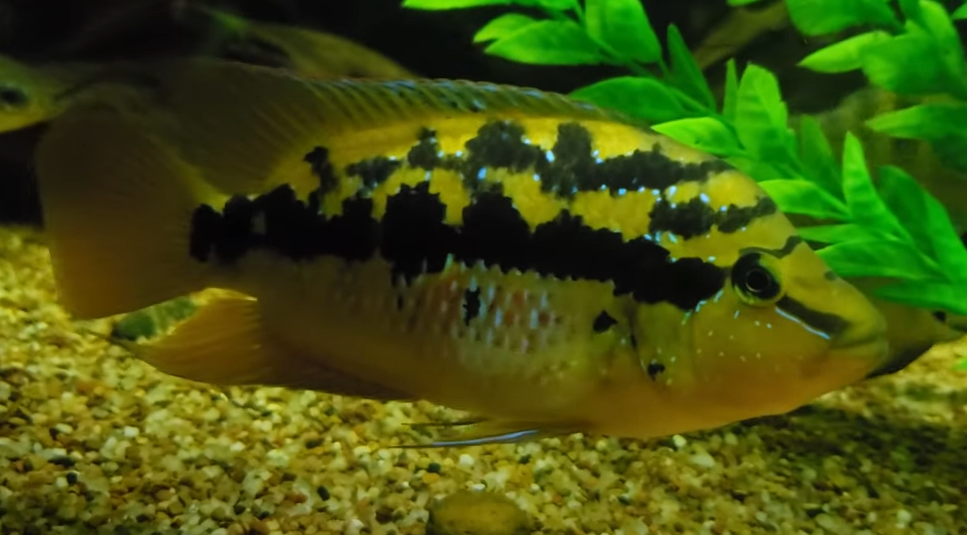Salvini Cichlid/Yellow belly Cichlid/Salvin's Cichlid - (Trichromis Salvini)