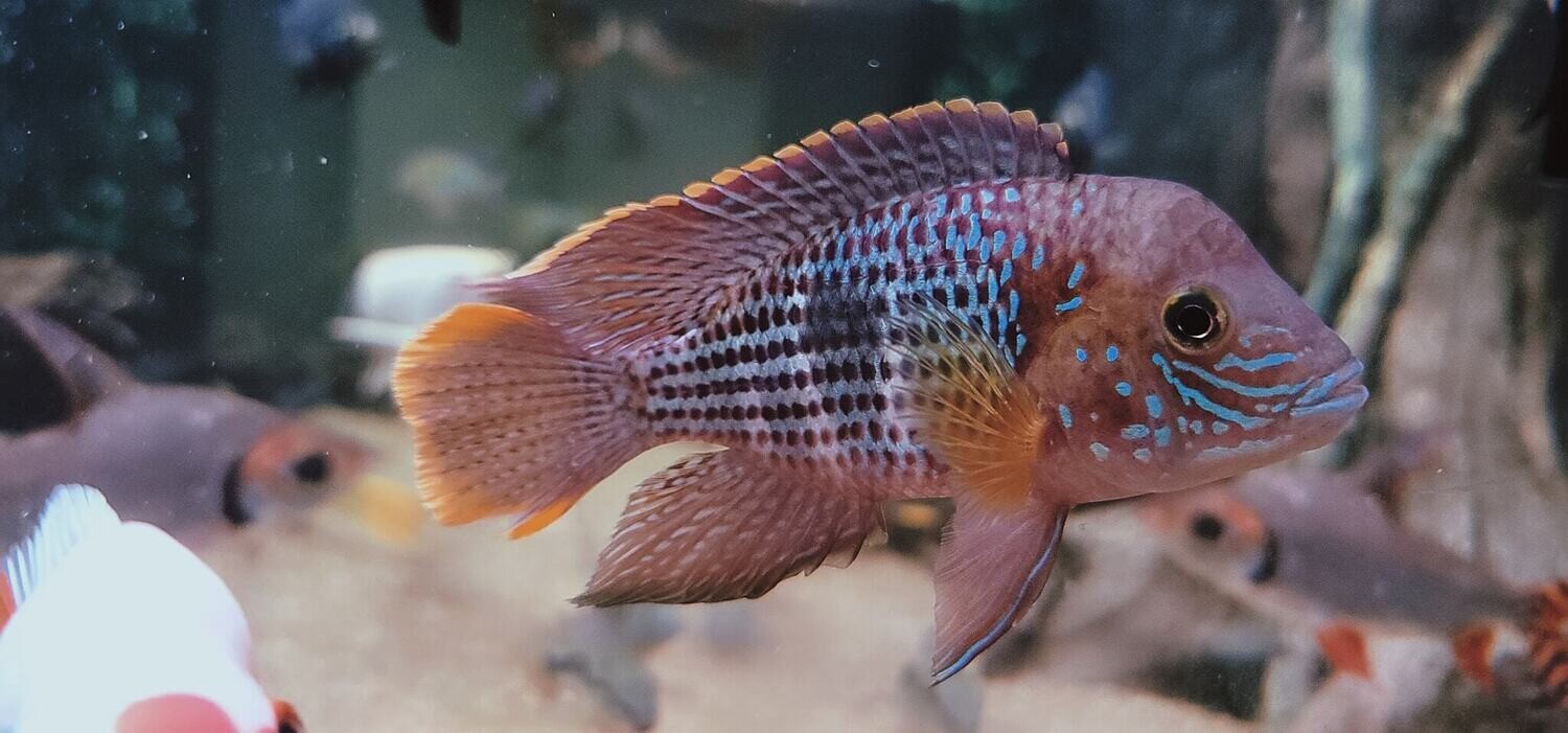 Andinoacara rivulatus - (Green Terror/White-Gold Saum)