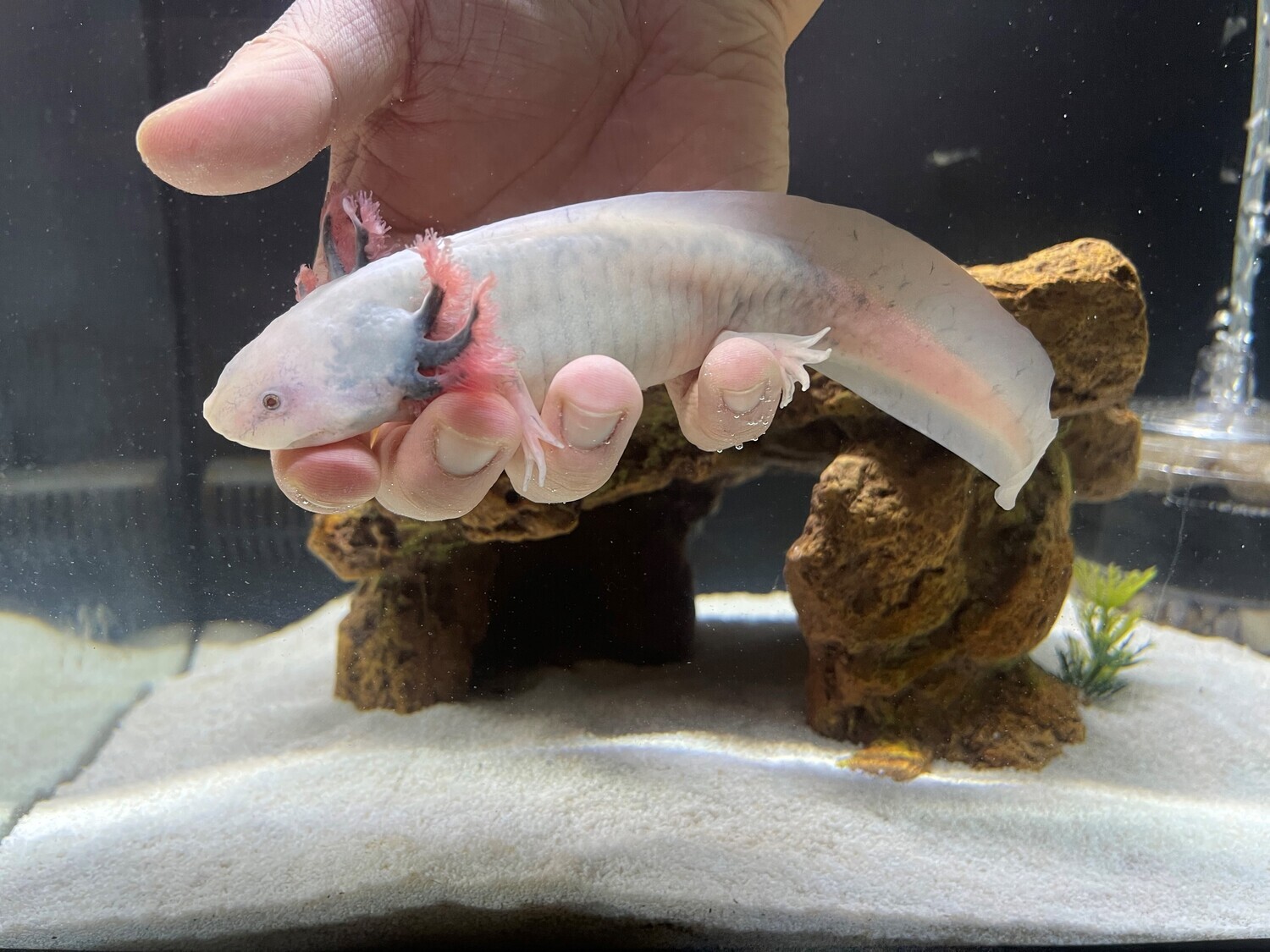 Mexican Axolotl - (Ambystoma mexicanum)