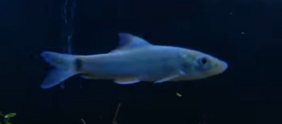 Dolphin Barb - (Bangana Behri)