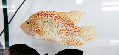 Super Red Texas - (Herichthys cyanoguttatus x Paraneetroplus synspilus x Amphilophus citrinellus)