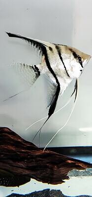 Pterophyllum scalare - (Angelfish)