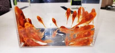 Super Red Bristlenose Pleco - (Ancistrus cf. cirrhosus)