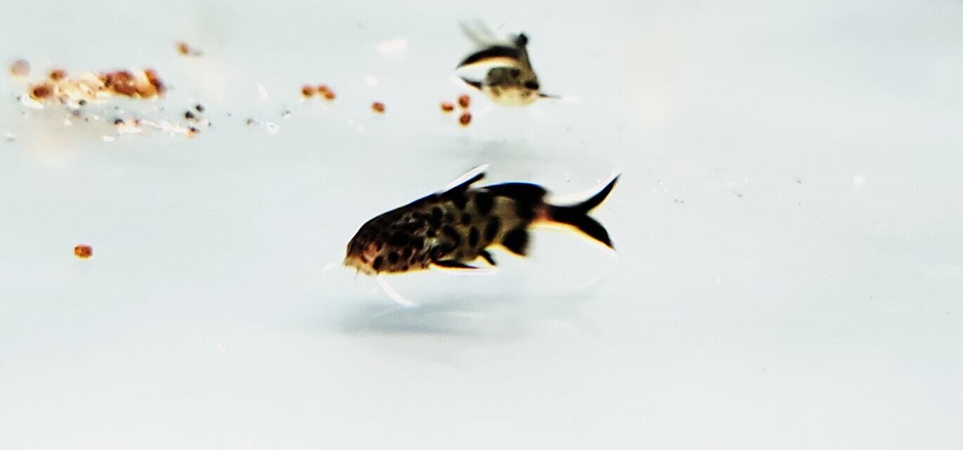 Pygmy Leopard Catfish - (Synodontis Petricola)