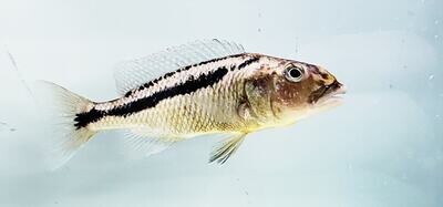 Malawi Hawk Cichlid - (Aristochromis christyi)