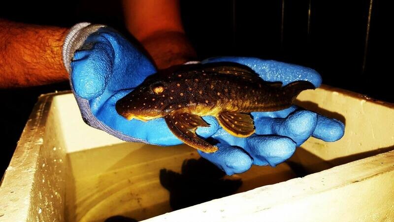 Giant White Spot Pleco - (Hypostomus regani)