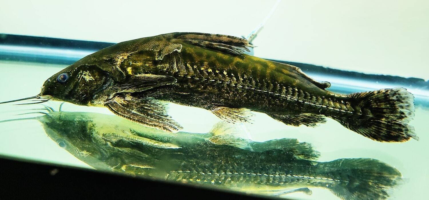 Marbled Spiny Catfish - (Franciscodoras marmoratus)