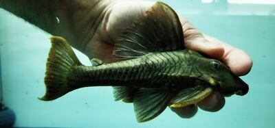 L137 Blue Eyed Red Fin Pleco - (Hypostomus soniae)