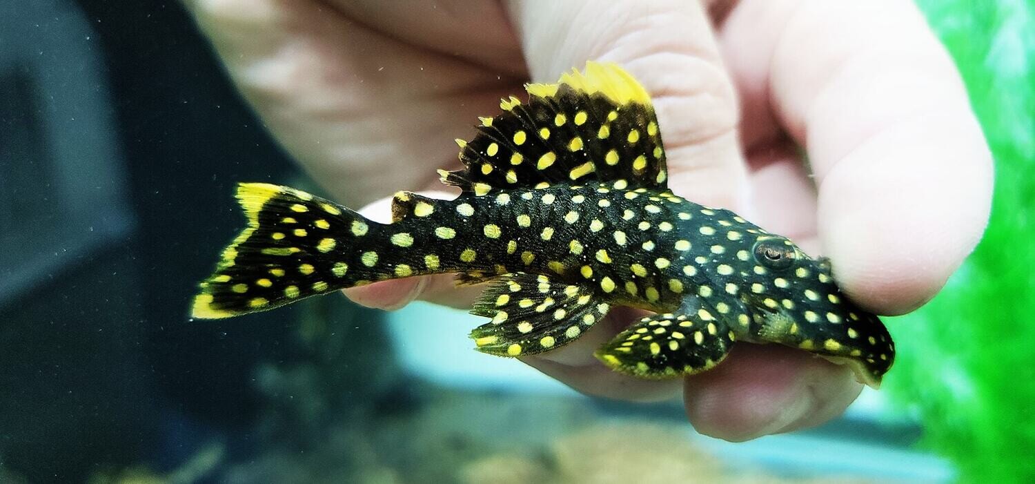 Gold Nugget Plecostomus | lupon.gov.ph