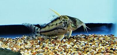 Pretty Cory - (Corydoras pulcher)