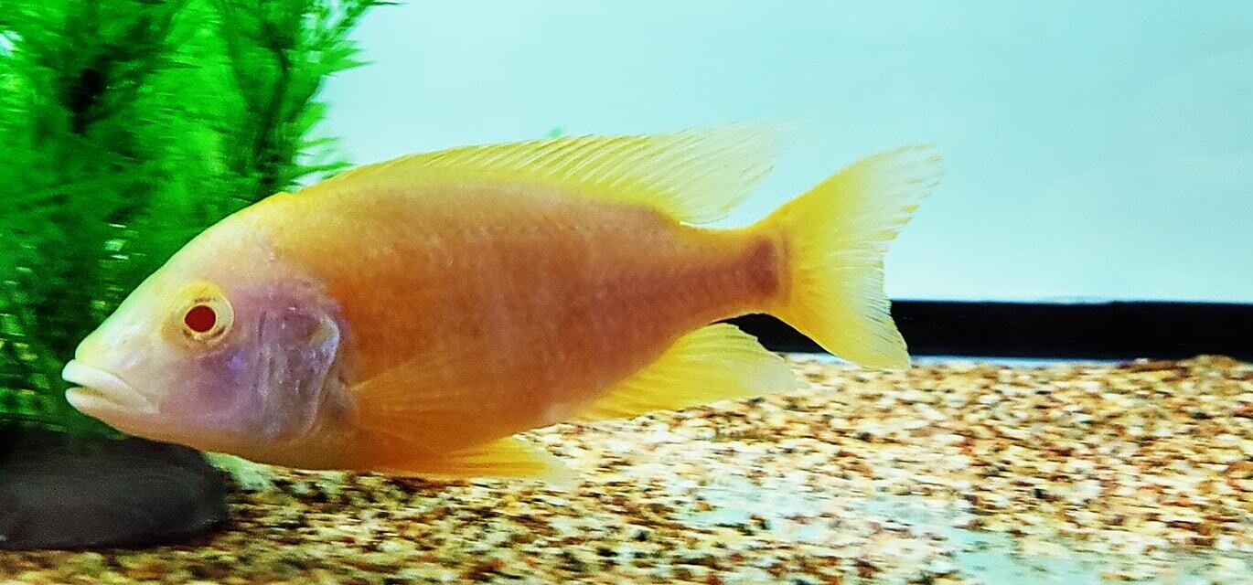 Aulonocara sp. Maleri - (Albino Ruby Red Peacock)