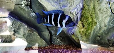 Frontosa Cichlid/Humphead Cichlid - (Cyphotilapia frontosa)
