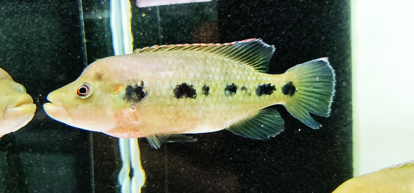 Hemichromis Fasciatus - (Banded Jewelfish and Five-Spot Cichlid)
