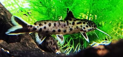 Synodontis Petricola - (Pygmy Leopard Catfish) Breeding Group 8 Qty.