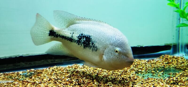 Tailbar Cichlid - (Vieja Hartwegi)