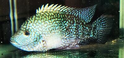 Blue Escondido Cichlid/Pearlscale Cichlid - (Herichthys carpintis)
