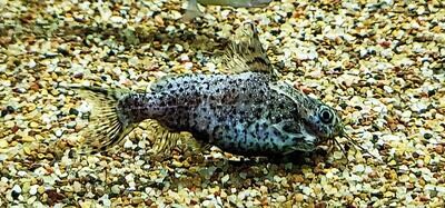 Upside Down Catfish - (Synodontis nigriventris)