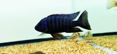 Chilumba Peacock Cichlid - (Aulonocara sp.)