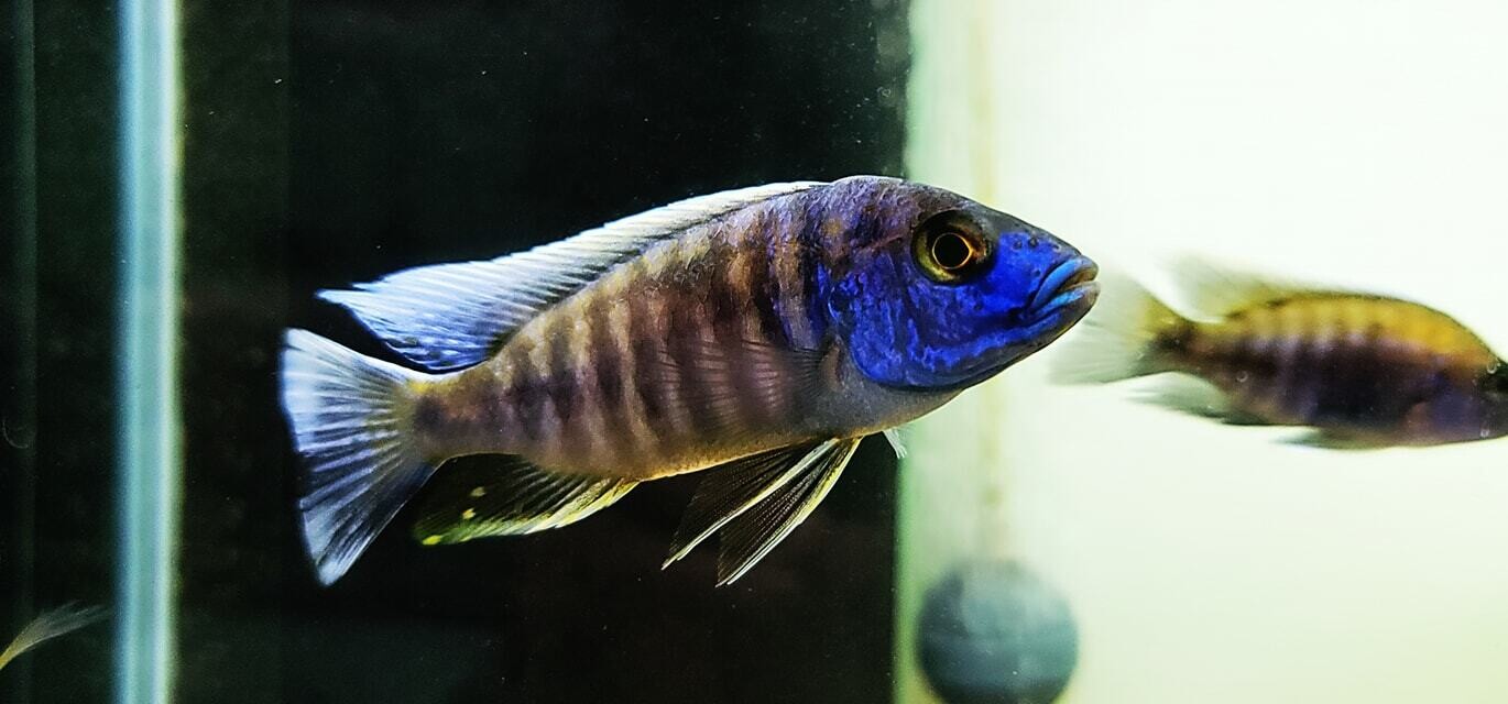 Walteri Peacock Cichlid - (Aulonocara sp.)