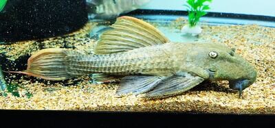 Pseudacanthicus pitanga L24 - (Red Fin Cactus/Flame Pleco)
