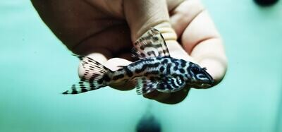 Wavy Zebra Pleco L173 - (Hypancistrus sp.)