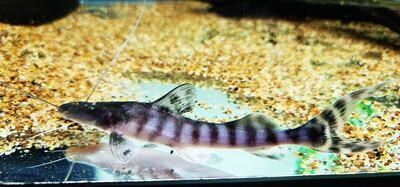 Tigrinus Catfish/Zebra Shovelnose - (Brachyplatystoma tigrinum)
