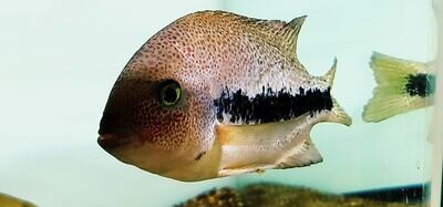 Coatique Cichlid - (Paratheraps sp. &quot;Coatzacoalcos&quot;)