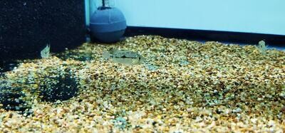 Red Head Bahia Eartheater - (Geophagus sp. &#39;Red Head Bahia)