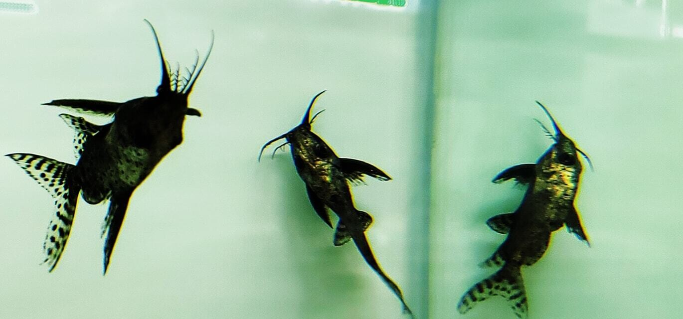 Giant Upside Down Catfish - (Synodontis batensoda)