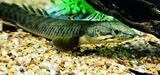 Palmas Bichir/Marbled Bichir - (Polypterus palmas)