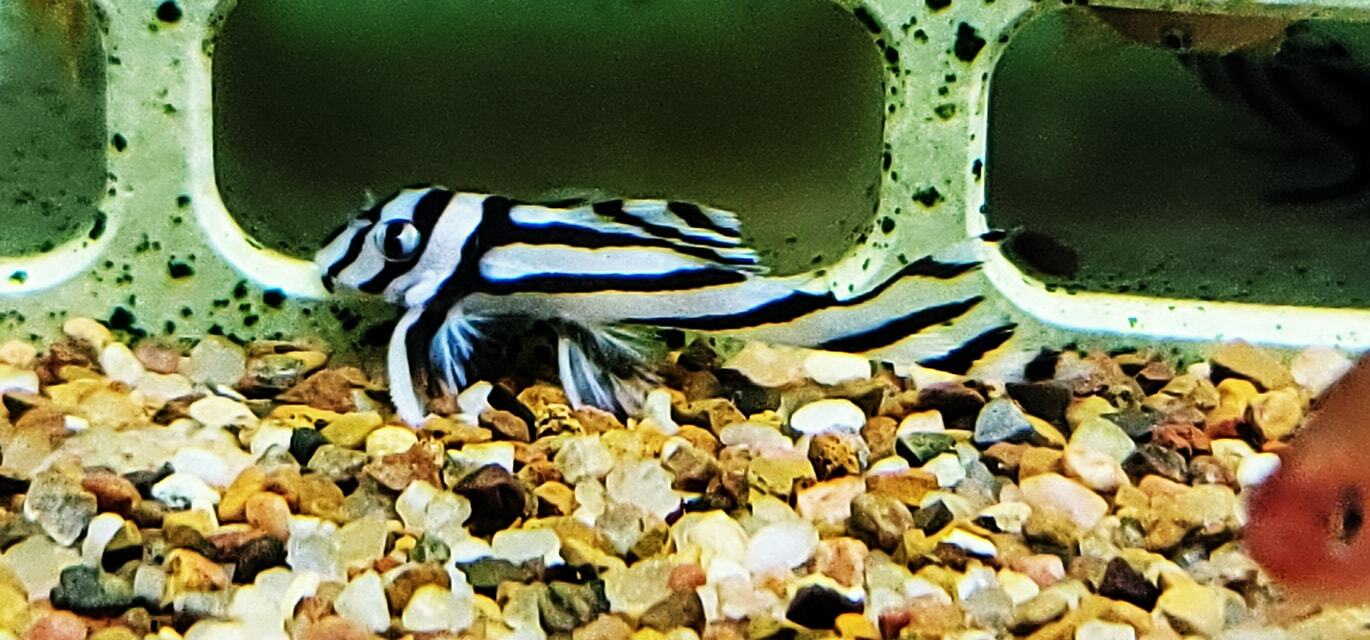Zebra Pleco For Sale