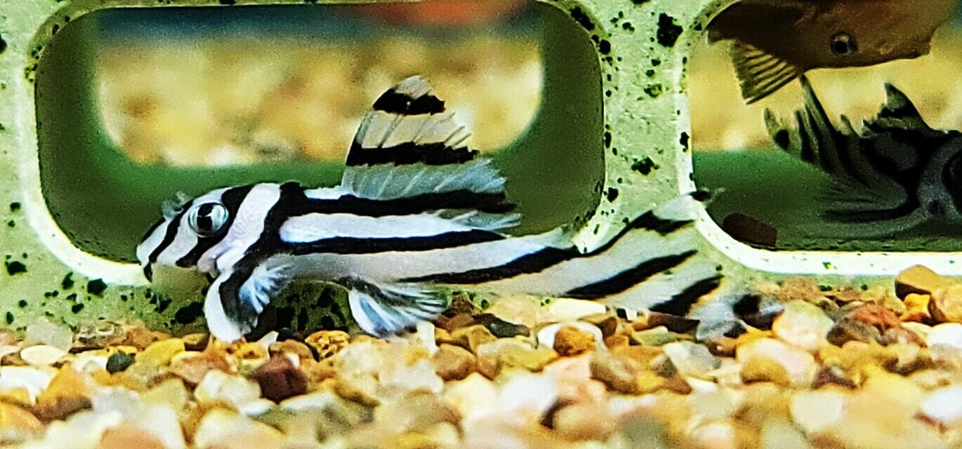 Hypancistrus zebra L046 - (Zebra Pleco)