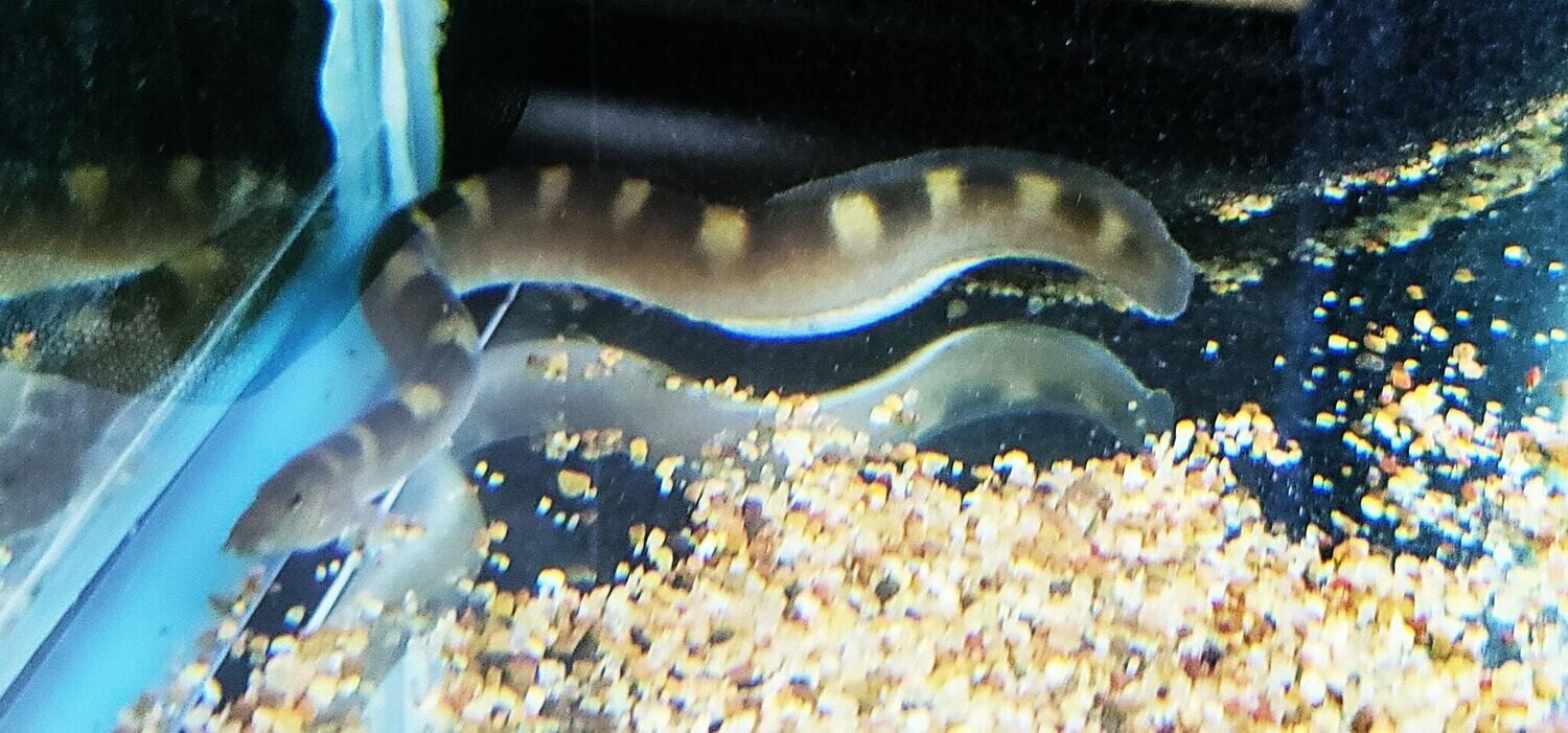 Saddled Tanganyika Eel - (Mastacembelus plagiostomus)