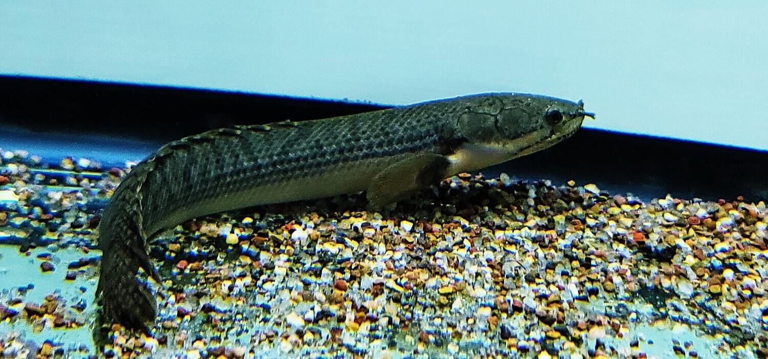 Mokele-Mbembe Bichir (Polypterus mokolembembe) - Aqua Imports