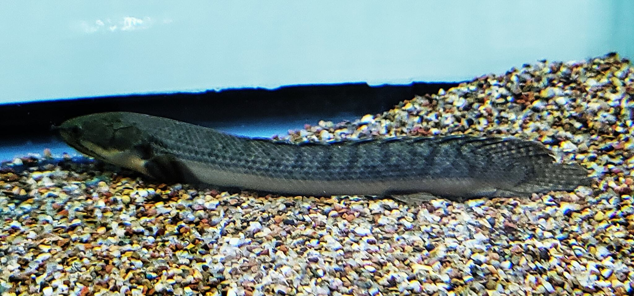 Polypterus mokelembembe – Tag my Fish