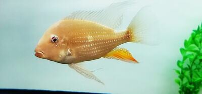 Threadfin Acara - (Acarichthys Heckelii) Albino