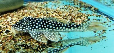 Lunaページ P-1029) 和風チタンピアス | ビーズ・パーツなどのハンドメイド