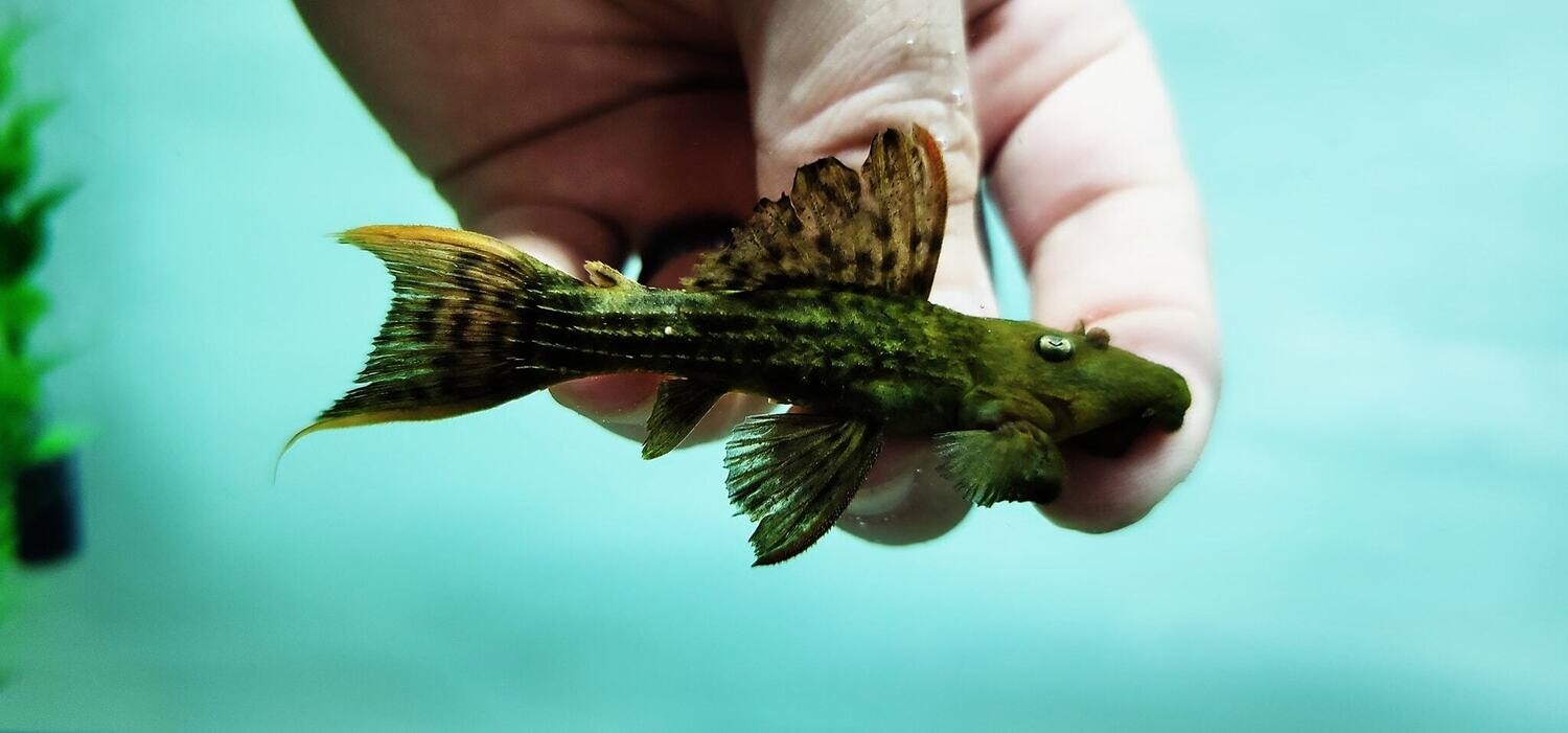 Pseudacanthicus pitanga L24 - (Red Fin Cactus/Flame Pleco)