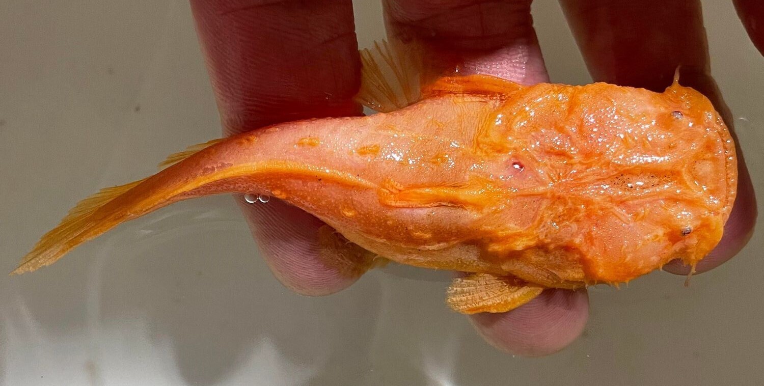 Frogmouth Catfish - (Chaca Chaca) Albino