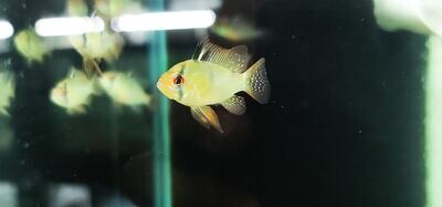 German Blue Ram - (Mikrogeophagus ramirezi)