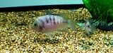 Rosy Cichlid - (Cryptoheros panamensis)