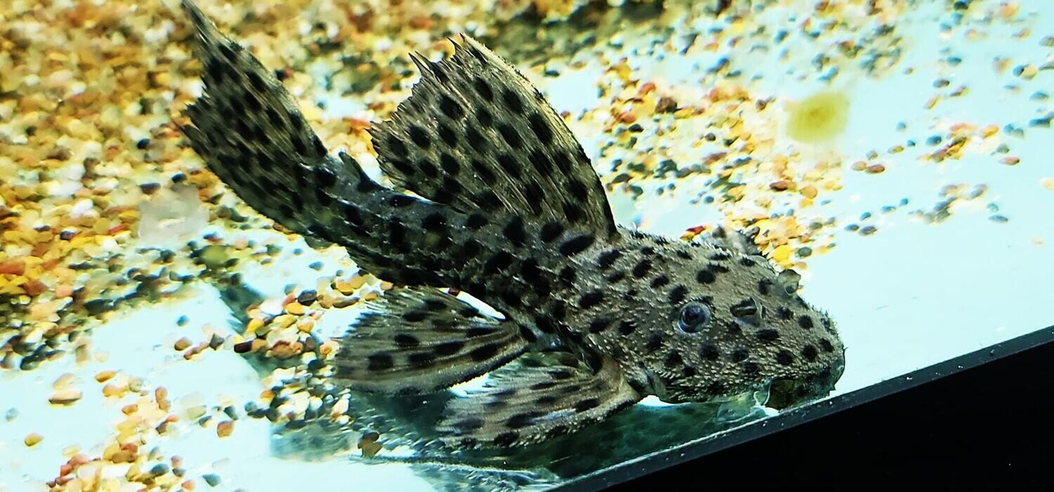 Spiny Monster Pleco/Coffee and Cream Cactus Pleco L096/L160 - (Pseudacanthicus spinosus)