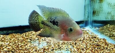 Melanarus Cichlid - (Vieja Melanarum)