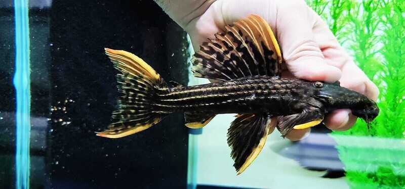 L025 Scarlet Cactus Pleco For Sale Online (Pseudacanthicus pirarara)