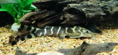 Brichard&#39;s Syno - (Synodontis brichardi)