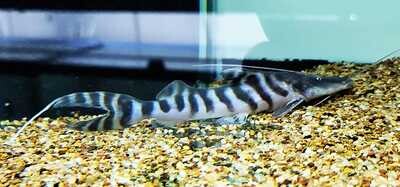 Tigrinus Catfish/Zebra Shovelnose - (Brachyplatystoma tigrinum)