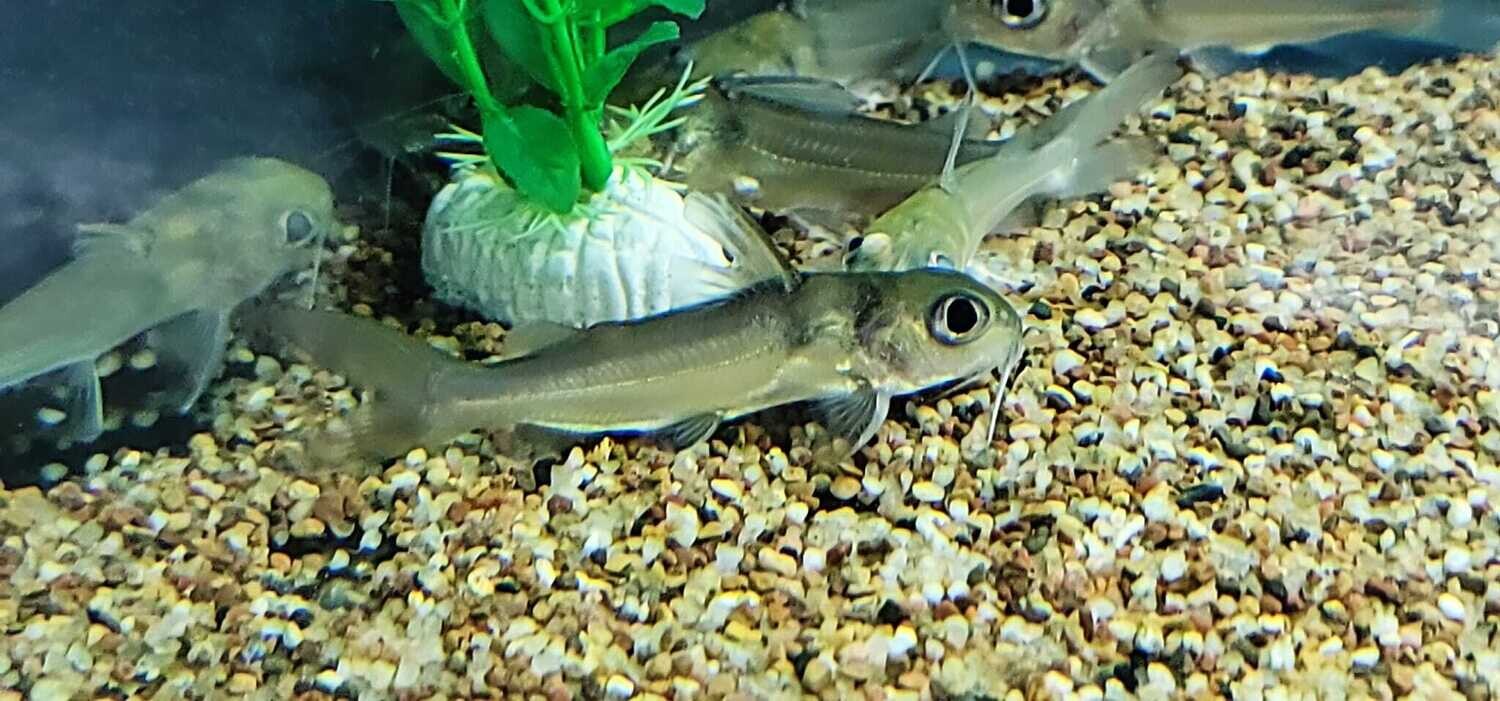 Chrysichthys longipinnis - (Aluminum Catfish/African Big Eye Catfish)
