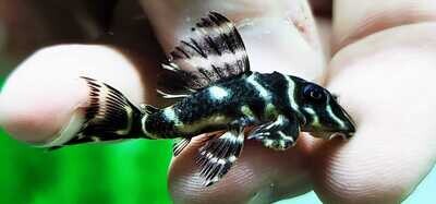 L454 Atabapo Zebra Pleco - (Hypancistrus sp.)