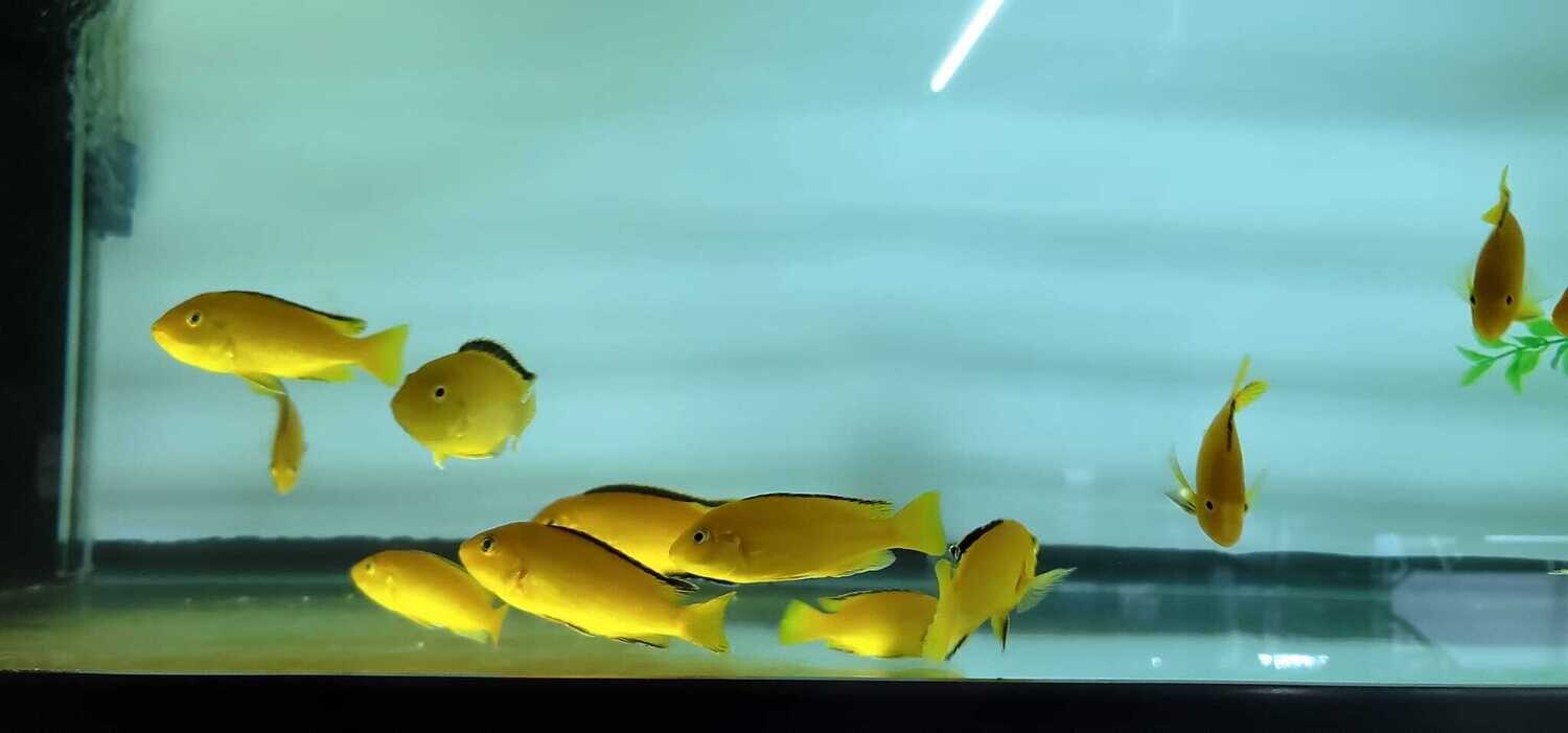 Labidochromis caeruleus - (Yellow Labidochromis)