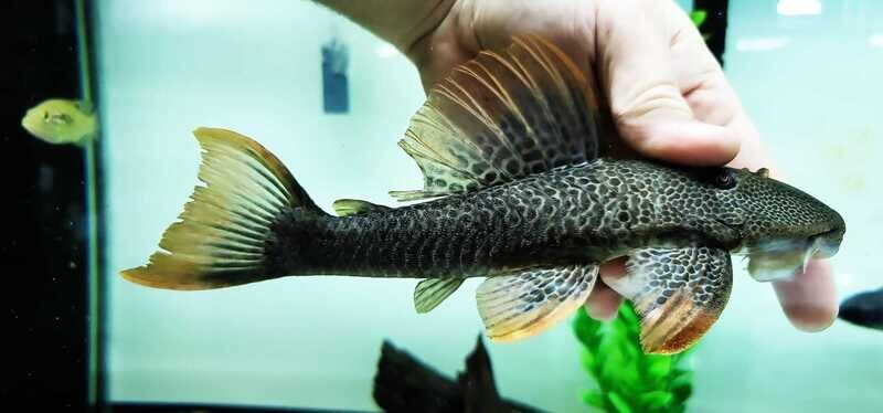 Hypostomus asperatus